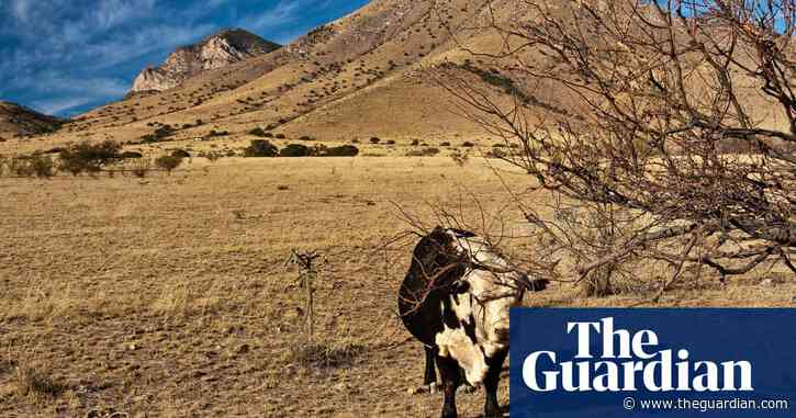 'In the sun they'd cook': is the US south-west getting too hot for farm animals?
