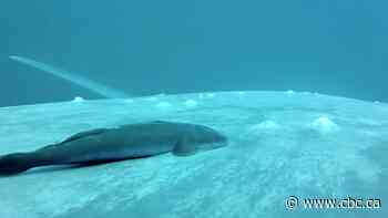 How remora 'sucker fish' use physics to surf on their whale hosts