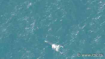 Underwater acoustic glider hailed a 'success' for detecting right whales