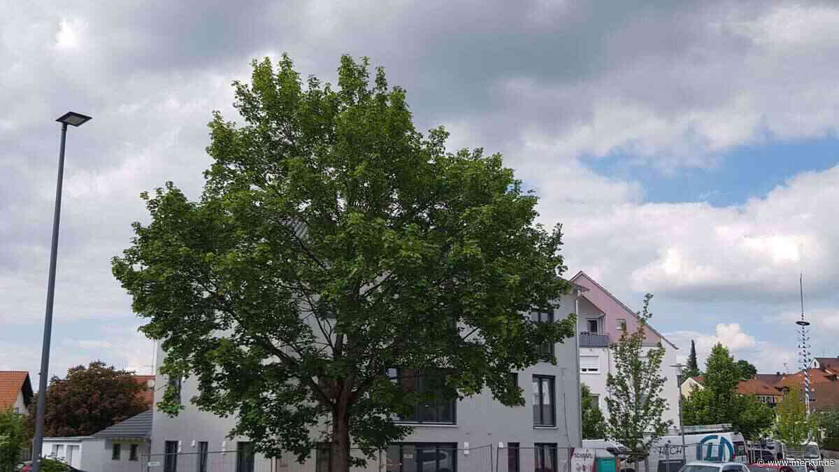 Odelzhausen: Der Ahornbaum muss weg - Merkur.de