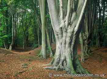 Opposition against proposed Epping Forest parking and cycling charges five years ago