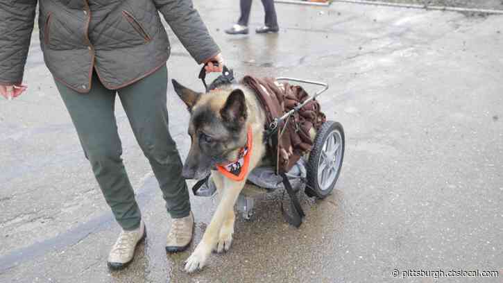 Furry Tails: Giving Dakota A Lift
