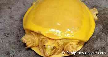 Rare yellow turtle spotted for only second time looks like melted cheese     - CNET