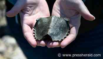 Thousands of horseshoe crabs are bled for medical tests every year. COVID-19 may escalate the pace. - pressherald.com