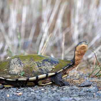 Rain encourages turtles to move about in Canberra: Dr Bruno Ferronato - Afternoons - ABC Local