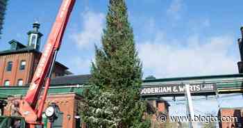 The Distillery District in Toronto just got a massive Christmas tree - blogTO