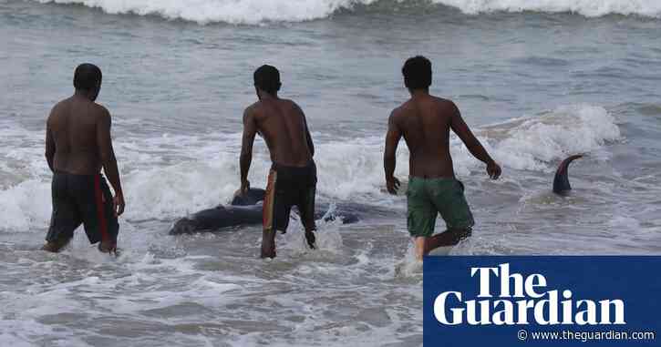 Sri Lanka rescues 120 whales after biggest mass stranding