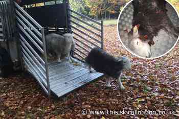 Toll of unleashed dogs detailed after sheep killed in savage High Elms attack