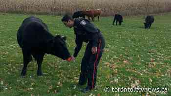 'Udder duties as assigned': Halton police help round up cows during rush hour