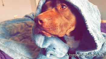 Vaughan, Ont. woman wants justice for dog held by animal services for more than 100 days