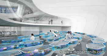 Conservationists to build a giant, doomsday vault for threatened coral reefs