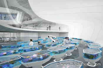 Conservationists plan to build a giant doomsday vault for threatened coral reefs