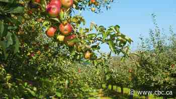 40 workers at Elgin County orchard test positive for COVID-19
