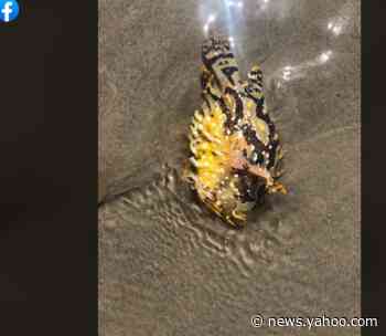 ‘Ravenous’ cannibal fish found washed ashore in Texas likes luring prey to their death