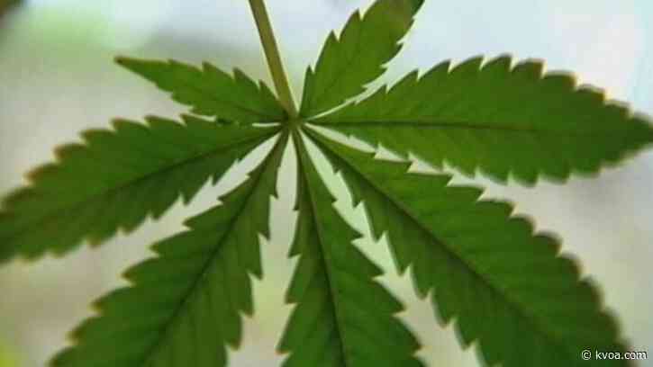 Marijuana laws at stake in Arizona, Montana, New Jersey and South Dakota this election