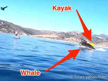 Videos show a humpback whale nearly gulping down 2 kayakers off the coast of California