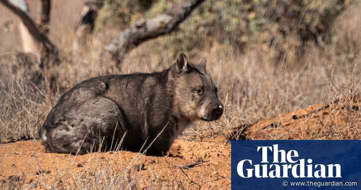 Wombat's deadly bums: how they use their 'skull-crushing' rumps to fight, play and flirt
