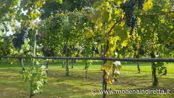 Vino, buona annata per Confcooperative di Modena - modenaindiretta.it