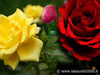 Confesercenti Assofioristi Modena in occasione della commemorazione dei defunti - sassuolo2000.it - SASSUOLO NOTIZIE - SASSUOLO 2000