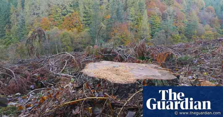 Country diary: abiding beauty amid the bareness