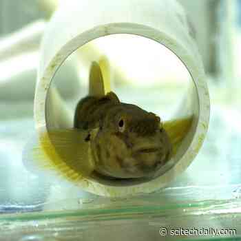 Goby Fins Are As Touch Sensitive As Primate Finger Tips