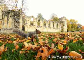 Museum Gardens WILL stay open during lockdown