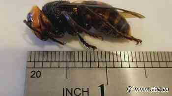 Giant Asian hornet found in Abbotsford, B.C., residents urged to look out for more