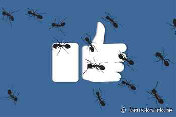 Amusement voor lockdowntijden: speel een mier op Facebook