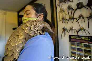 Pangolin patrol: Volunteer team rescues endangered animals - St Helens Star