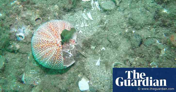 Leaked report shows Scotland missed target for marine wildlife protection