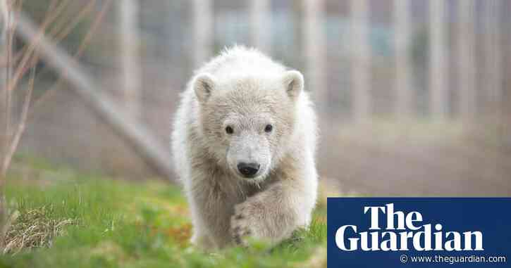 First polar bear born in UK in 25 years moved from Scotland to Yorkshire