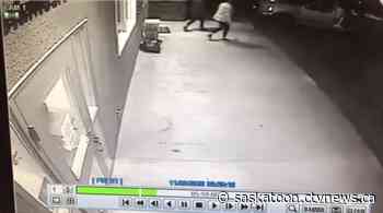 13 kittens die after being left outside Sask. animal shelter in sealed containers