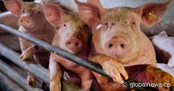 1 case of rare swine flu variant confirmed in central Alberta, first of its kind in Canada