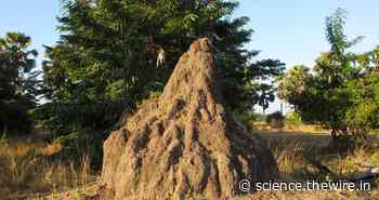 Why Termite Mounds Are Wonders of Architecture and Natural Engineering - The Wire Science