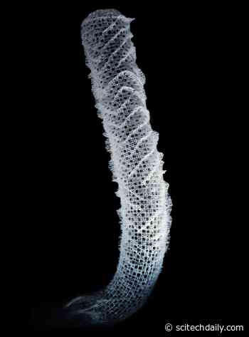 Bioinspired Architecture: Next Generation of Skyscrapers and Bridges Inspired by Marine Sponges - SciTechDaily