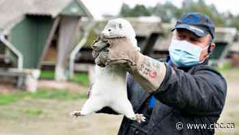 Fears of mutated coronavirus transmission from minks to humans prompts Denmark to seek cull