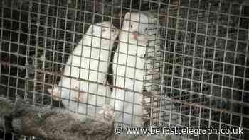 Denmark wants to cull 15 million mink over Covid fears