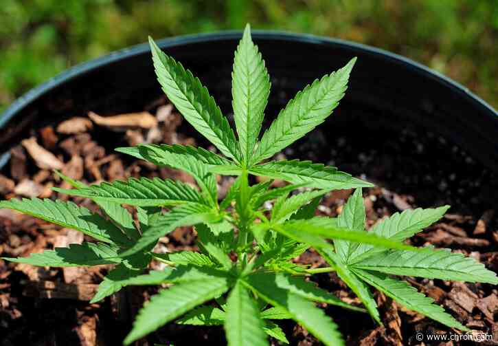 Oregon becomes first state to decriminalize possession of hard drugs as 4 states legalize marijuana