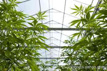 How medical marijuana works in the body - Yahoo Sports