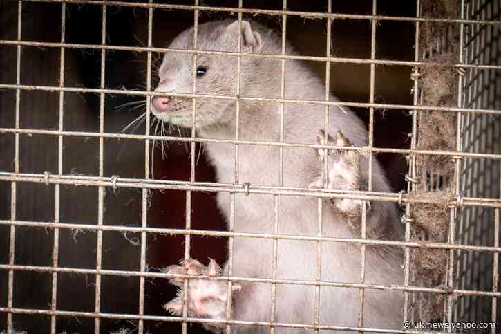 Denmark wants to cull millions of mink to prevent transmission of new strain of coronavirus to humans