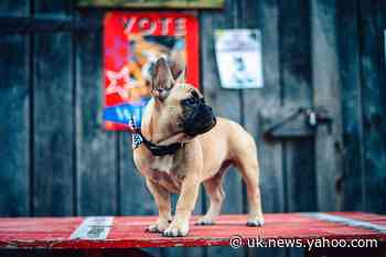 Wilbur The French Bulldog Declared 'Mayor' Of Tiny Kentucky Town