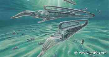 Ancient 'paper-clip squid' may have lived to be 200     - CNET