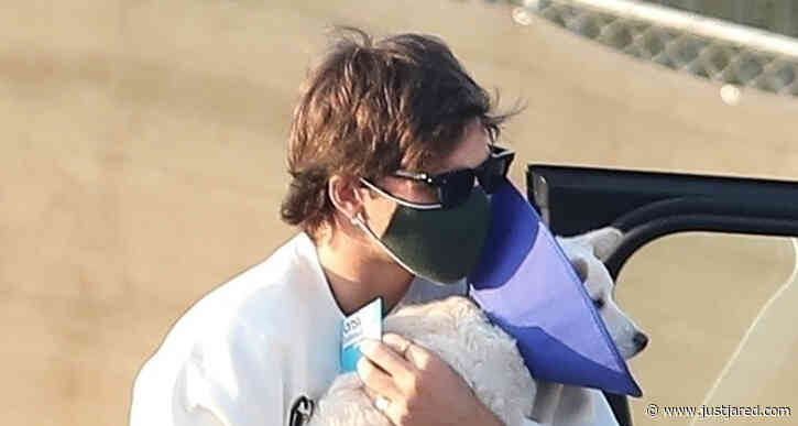 Jacob Elordi Heads To The Vet To Pick Up Kaia Gerber's Pup Milo