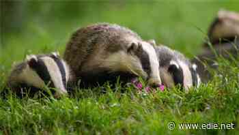 Charities call for investment boost as Defra reveals its Green Recovery Fund is hugely oversubscribed