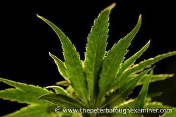 Three from Toronto charged after 30 pounds of marijuana found in vehicle on Highway 28 north of Peterborough - ThePeterboroughExaminer.com