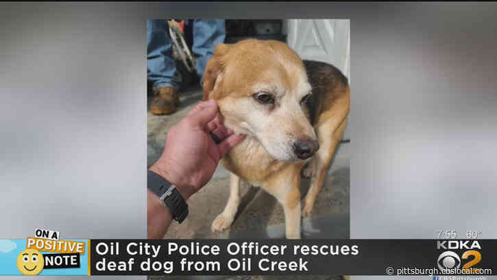 Police Officer Rescues Deaf Dog Stuck From Creek