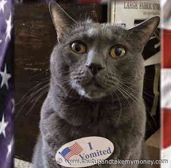 I Vomited I Voted Sticker  Cat Meme  Gadgets news 