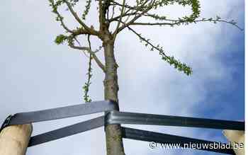 Gemeente wil meer bomen en organiseert daarom groepsverkoop