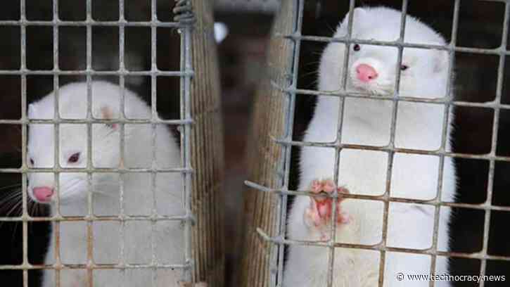 Denmark To Kill 15 Million Mink Over Threat To COVID Vaccine