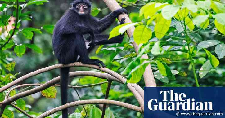 Scatological science: how poo analysis could help save endangered species